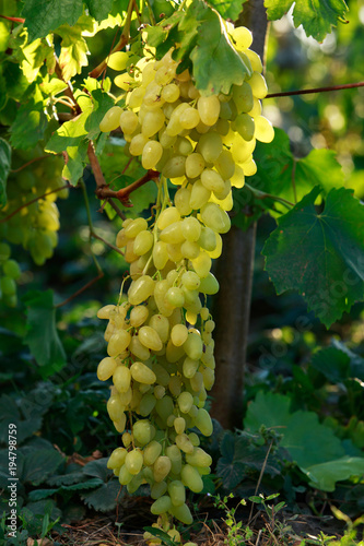Wallpaper Mural bunch of ripe grapes Torontodigital.ca
