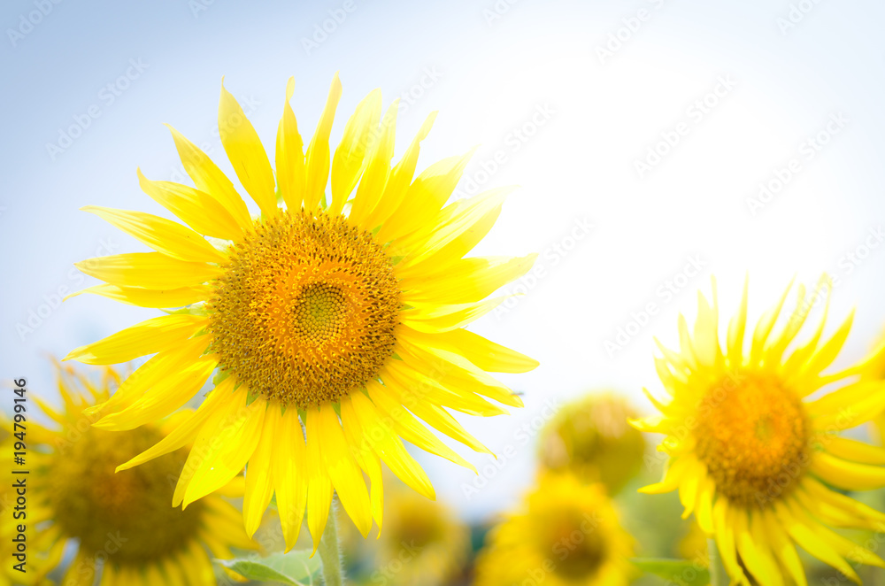 Sunflower field landscape. Sunflower field landscape.