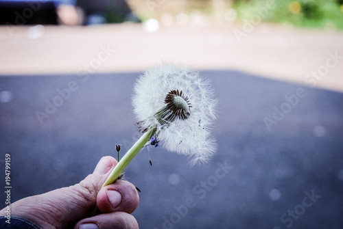 Withered dandelion