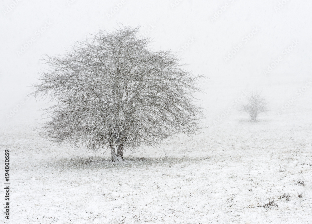 Two trees in a snow covered landscape Two trees in a snow covered landscape