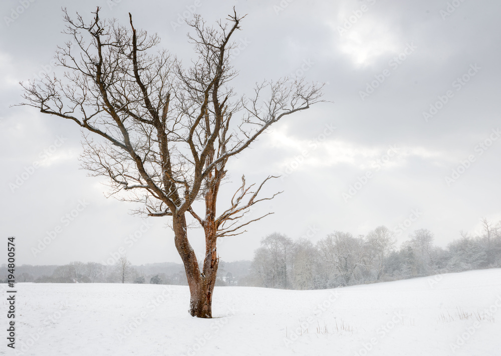 Bare tree in a snow covered landscape Bare tree in a snow covered landscape