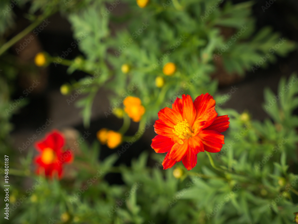 The Orange Red Cosmos Flowers Blooming The Orange Red Cosmos Flowers Blooming