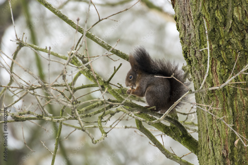 Squirrel sitting on a tree branch in winter. Squirrel sitting on a tree branch in winter.