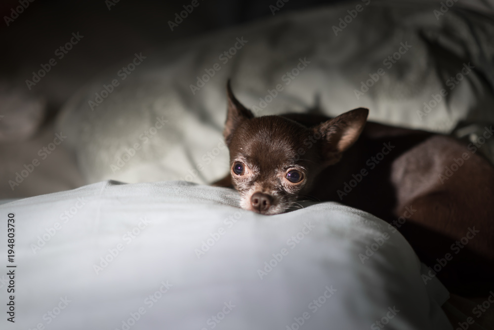 Lonely dog, brown chihuahua dog