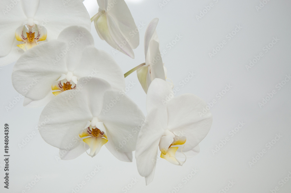 White orchid. Phalaenopsis. White orchid. Phalaenopsis.