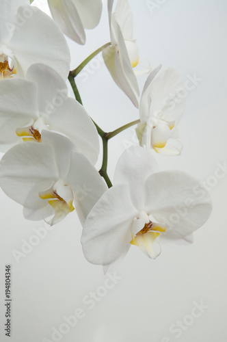 White orchid. Phalaenopsis.