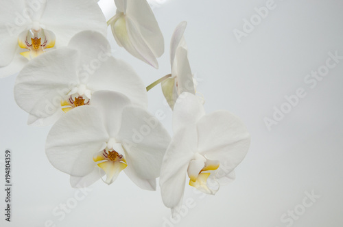 Fototapeta Naklejka Na Ścianę i Meble -  White orchid. Phalaenopsis.