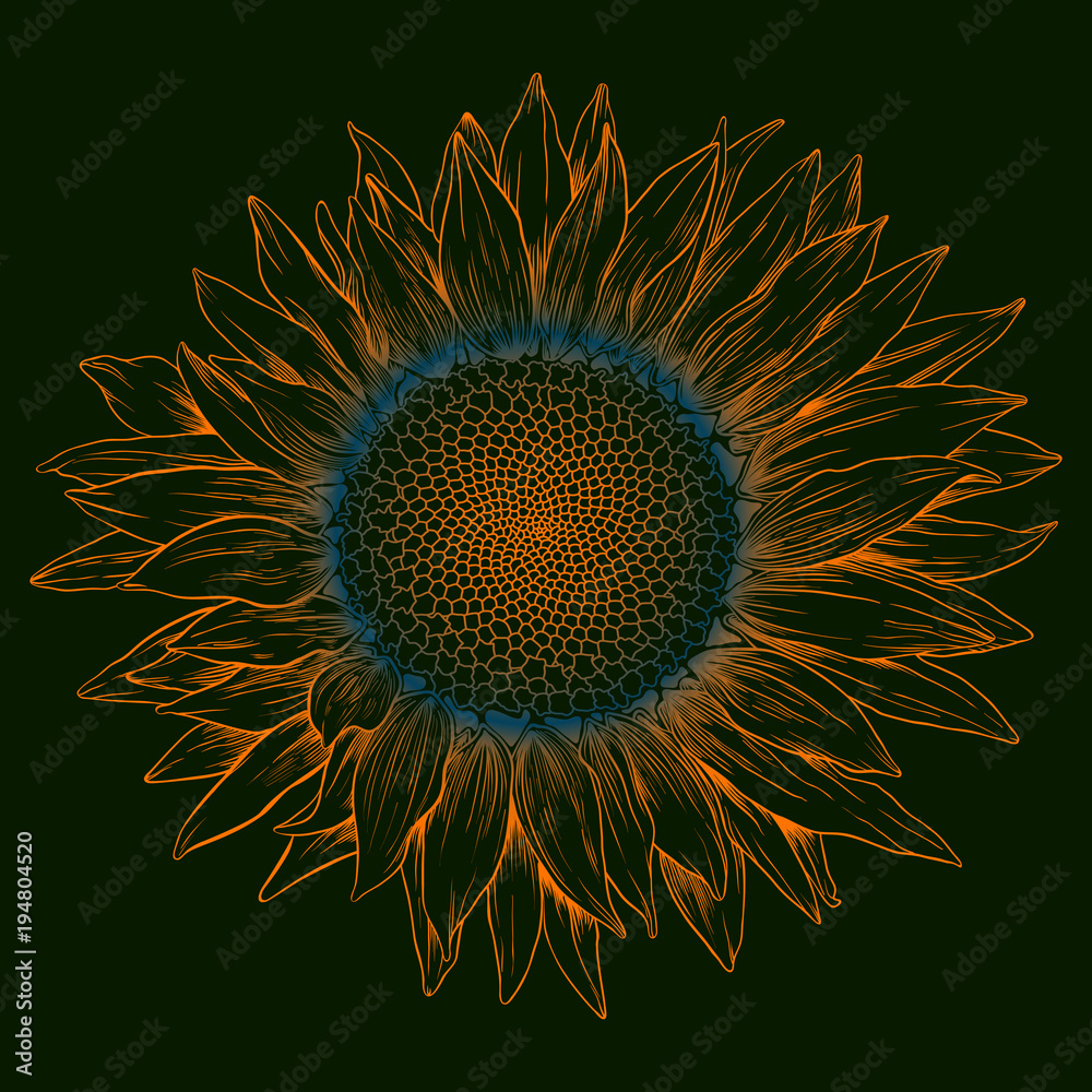 Fototapeta premium Vector colored sunflower.