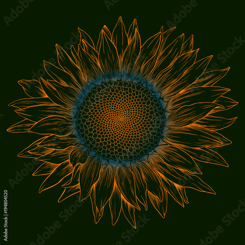 Fototapeta Naklejka Na Ścianę i Meble -  Vector colored sunflower.