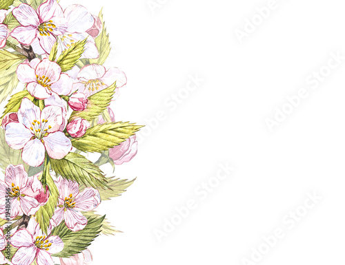 Fototapeta Naklejka Na Ścianę i Meble -  Apple frame botanical illustration. Card design with apple flowers and leaf. Watercolor botanical illustration isolated on white background.
