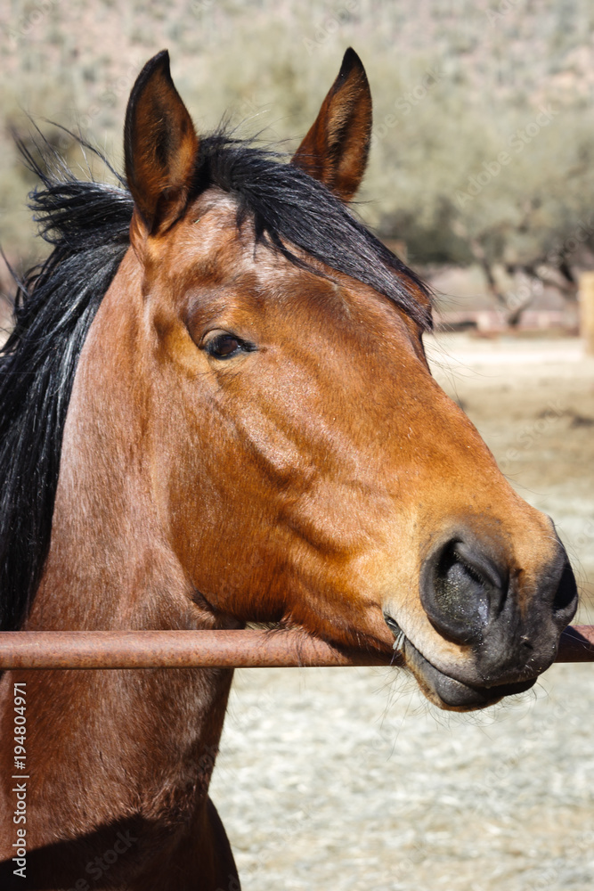 Obraz premium Horse!