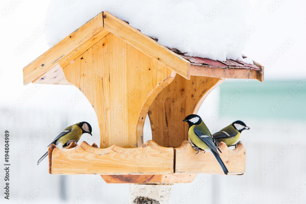Fototapeta premium Karmnik dla ptaków z modraszką (Parus Caerulius) zimą