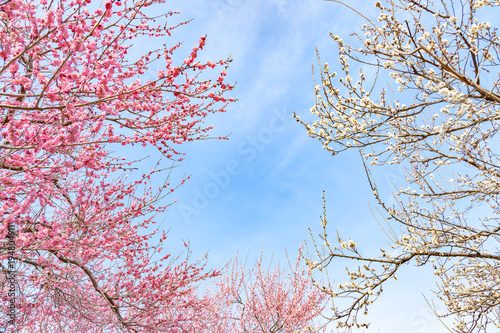 青空と梅の花