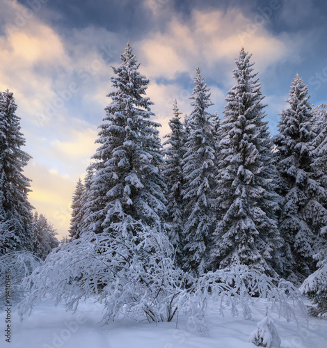 winter coniferous forest covered with snow