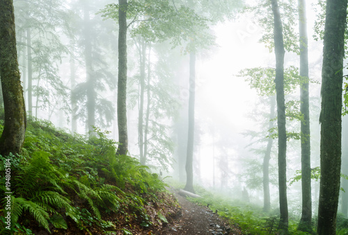 Photo of misty forest with trees  plants  fern
