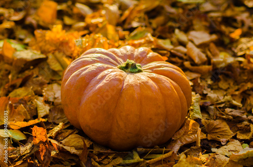 pumpkin on autumn leaves