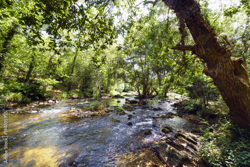 View of a mountain river called Anllons with the riverbed full of pines with banks covered with oaks and quite current  typically Atlantic forest in Galicia  Spain