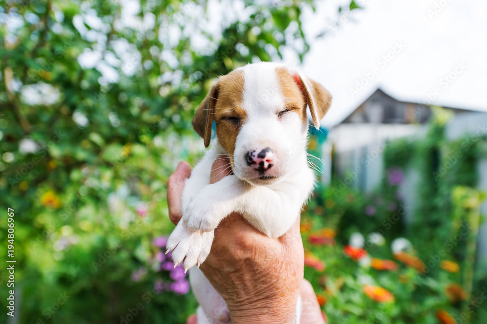 Man holding cute sleeping puppy Jack Russel in hands outdoors. Closeup portrait
