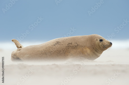 Atlantic Grey Seal Pup (Halichoerus grypus)/Atlantic Grey Seal Pup on sandy beach