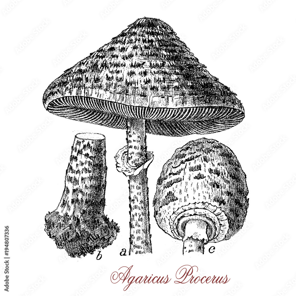 Vintage engraving of parasol mushroom,the cap is covered by a snake