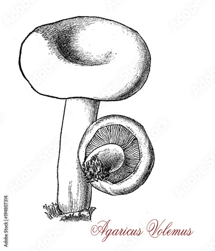 Vintage engraving of Lactifluus volemus, edible mushroom with fishy smell, it exude a milky latex and contains a natural rubber photo