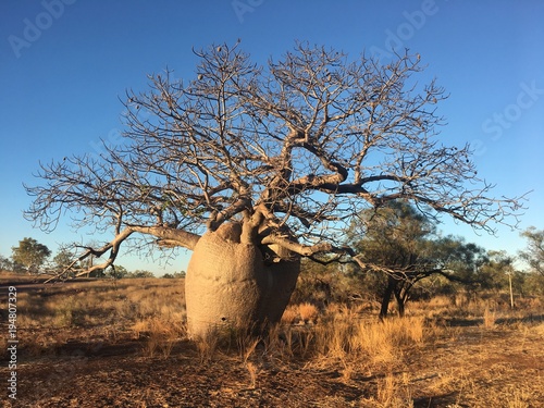 Boab Tree photo