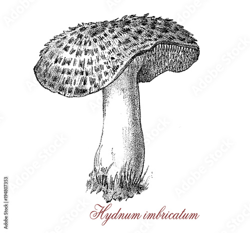 Vintage engraving of  sarcodon imbricatum  or shingled edgehog, edible mushroom with white flash and brown cap large up to 30 cm. (12 in.) in diameter, covered with darker brown scales photo