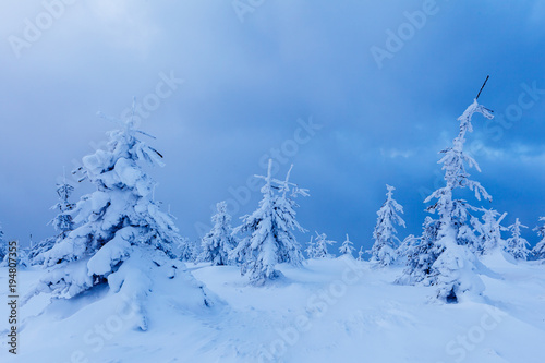 Beautiful winter forest of Beskid Slaski