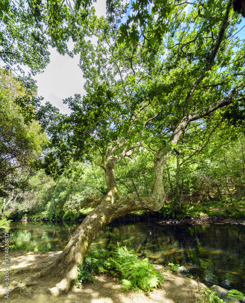 View of a very steep oak on the bank of the mountain river called Anllons. With banks covered with oaks, typically Atlantic forest in Galicia, Spain