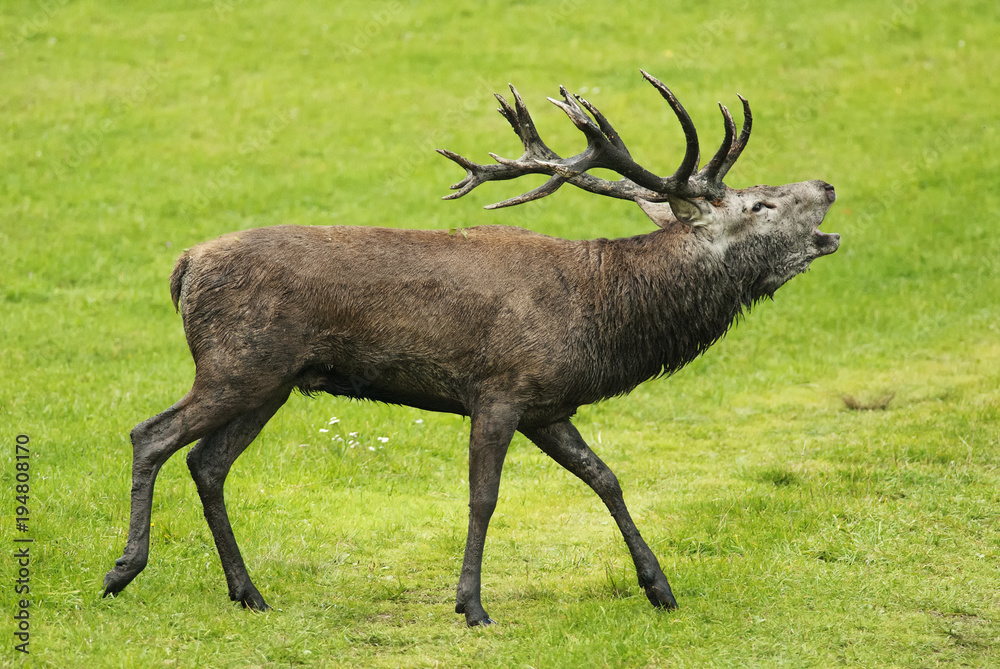 Red Deer, Cervus elaphus, stag during autumn rutting, troat after mud batching, Europe Stock Photo | Adobe Stock Red Deer, Cervus elaphus, stag during autumn rutting, troat after mud batching, Europe Stock Photo | Adobe Stock