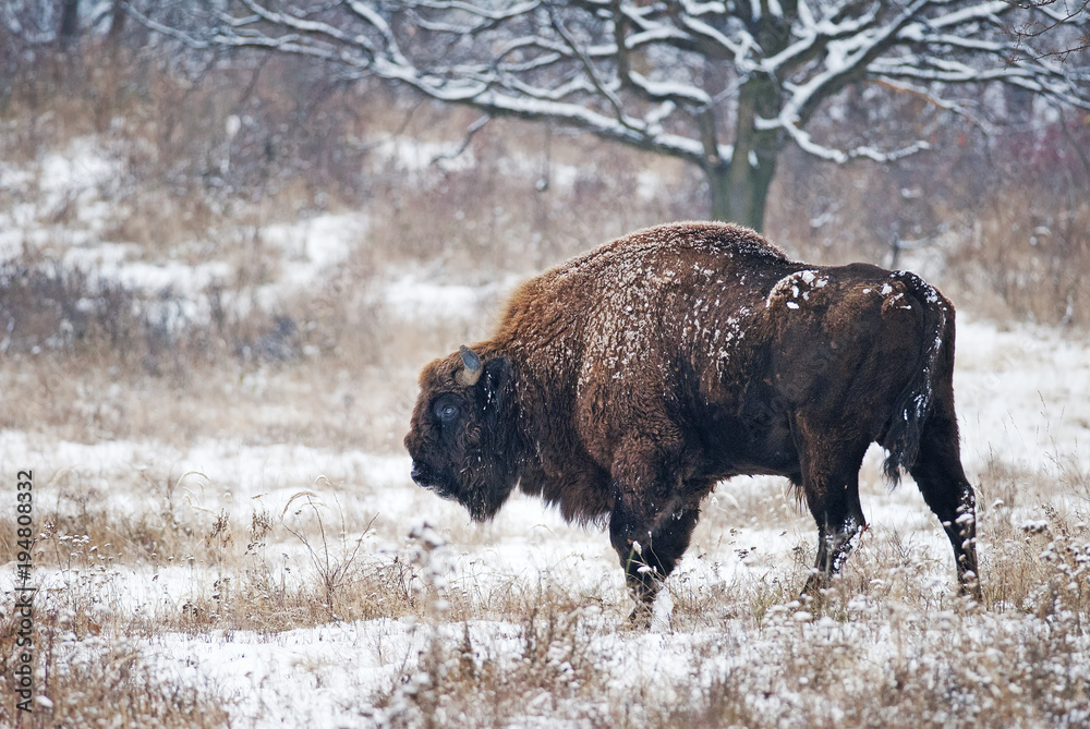 European Bison, Bison Bonasus, big herbivore herd in winter, endangered mammal, Slovakia