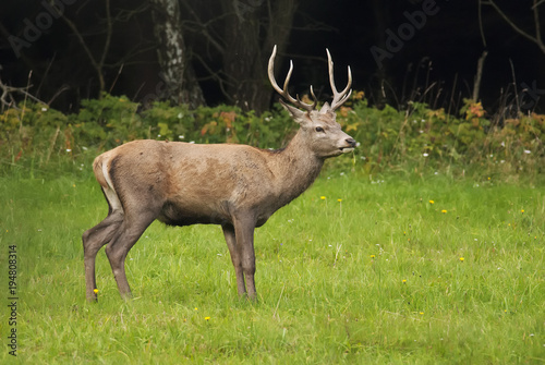 Fototapeta Naklejka Na Ścianę i Meble -  Red Deer, Cervus elaphus, herbivore in autumn forest, Europe