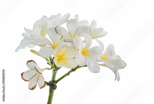 beautiful white plumeria flowers isolated on white background  temple tree