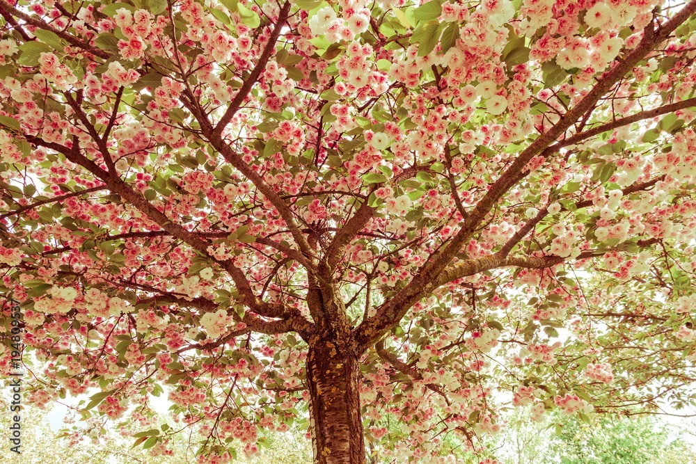 Cherry or Japanese Plum  tree with flowers and with retro color photographic treatment