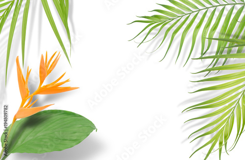 Tropical palm leaves on white background. Minimal nature. Summer Styled.  Flat lay.  Image is approximately 5500 x 3600 pixels in size