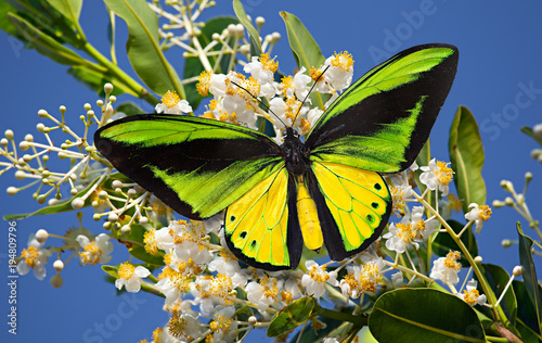 Butterfly Goliath birdwing or Ornithoptera goliath on the blossoming Alexandria laurel or Calophyllum inophyllum with the blue sky as the background photo