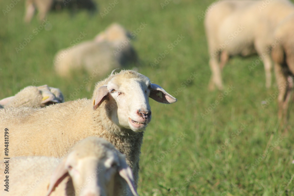 Obraz premium Flock of sheep with male animals to these are called Bock or Aries and female sheep