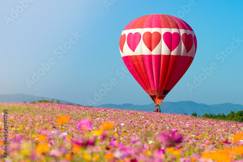 hot air balloon in cosmos flower field