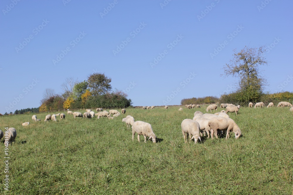 Flock of sheep with male animals
to these are called Bock or Aries and female sheep