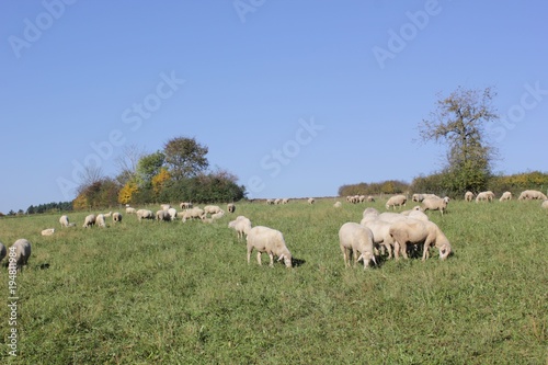 Flock of sheep with male animals  to these are called Bock or Aries and female sheep © kraximus2010