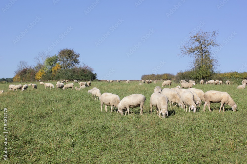 Flock of sheep with male animals
to these are called Bock or Aries and female sheep