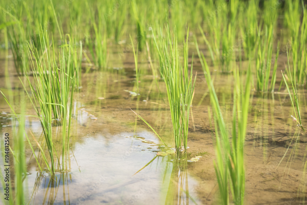 Rice field Rice field