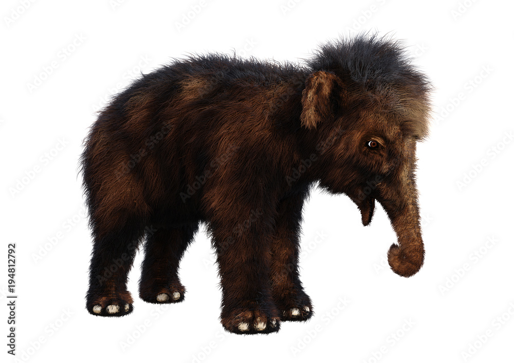 3D Rendering Baby Woolly Mammoth on White 3D Rendering Baby Woolly Mammoth on White