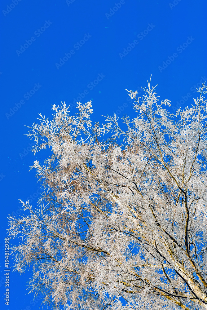The frost on the branches of the trees , the view from the bottom up.