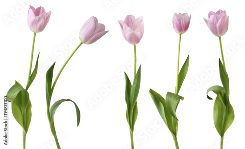 Wonderful Tulips  Lily family  Liliaceae  isolated on white background  including clipping path.