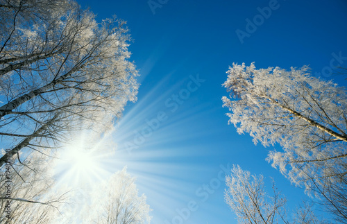 Winter landscape -winter forest nature under bright sunlight with frosty trees.