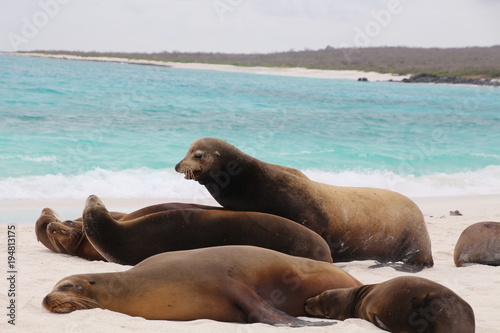 Galapagos-Seelöwe