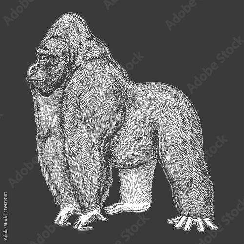 Zoo. African fauna. Gorilla. Ape. Monkey. Hand drawn illustration for tattoo design, emblem, badge, t-shirt print. Engraving of wild animal. Classic vintage style image.
