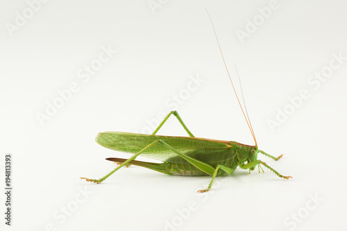 big green grasshopper