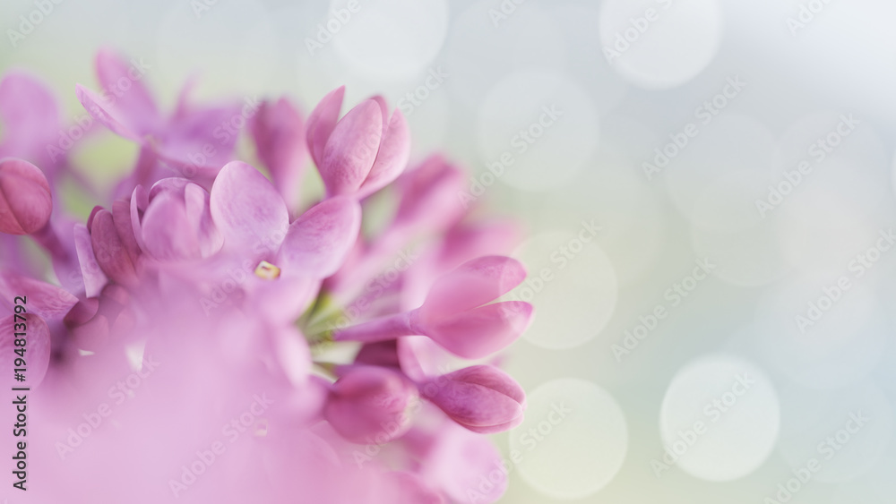 lilac flowers. Spring background